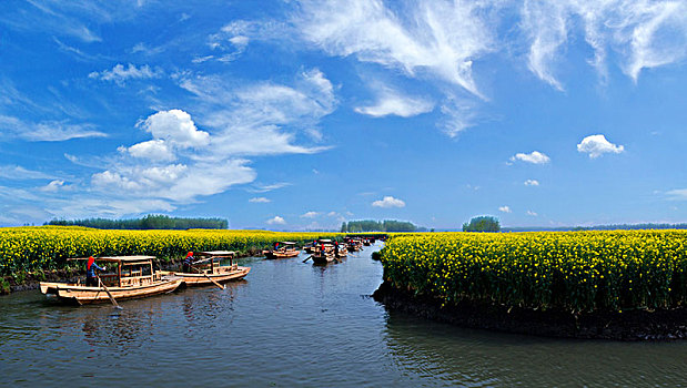 江苏省兴化市垛田油菜花自然生态景观