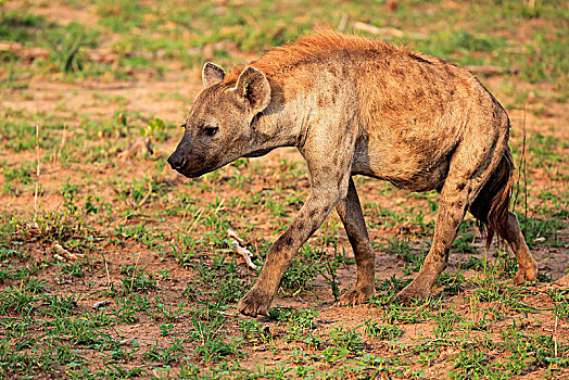 斑鬣狗,成年,尾随,警惕,克鲁格国家公园,南非,非洲