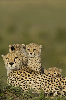 印度豹,家族,白蚁窝