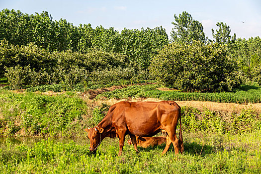 山东临沂田野里悠闲的老黄牛和小牛,乳牛