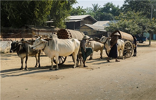明宫,母牛,出租车,缅甸
