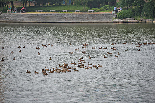 鴨，公園，池塘，養(yǎng)殖，岸邊，飛翔，展示
