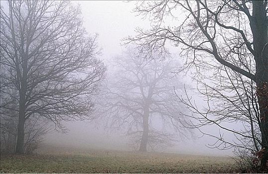 薄雾,雾,上方,秋天,冬天,风景,秃树,巴伐利亚森林,德国,欧洲