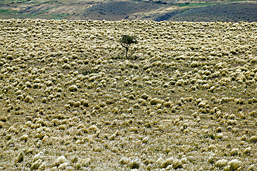 小树,草地,托雷德裴恩国家公园,巴塔哥尼亚,智利