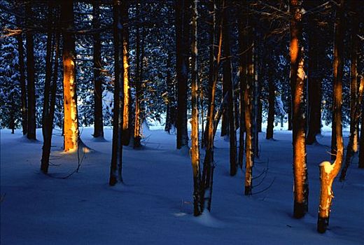 树,雪,新布兰斯维克,加拿大
