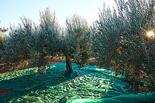 橄榄,丰收,挑选,网,地中海,橄榄树,地点