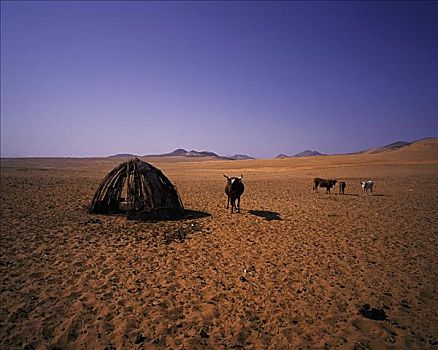 牛,靠近,小屋,纳米比亚