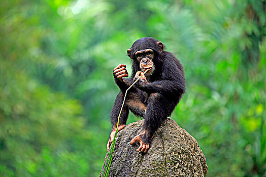 黑猩猩,鹪鹩,小猫,工具,吃,非洲,俘获