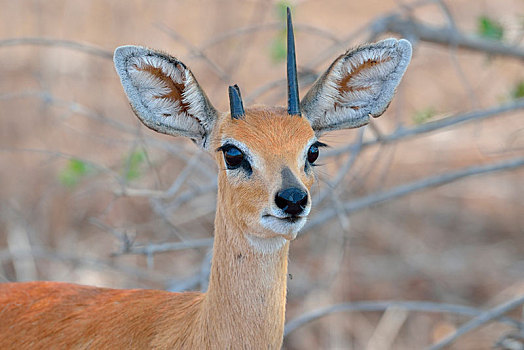 小岩羚,成年,雄性,破损,犄角,头像,克鲁格国家公园,南非,非洲