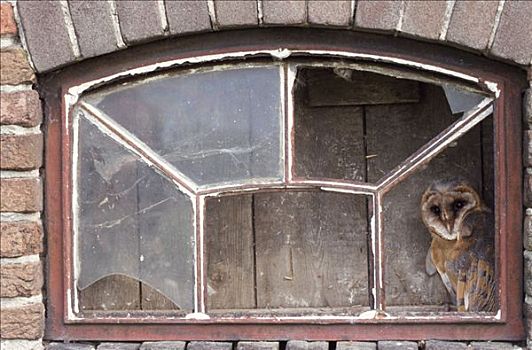 仓鸮,坐,窗户,欧洲