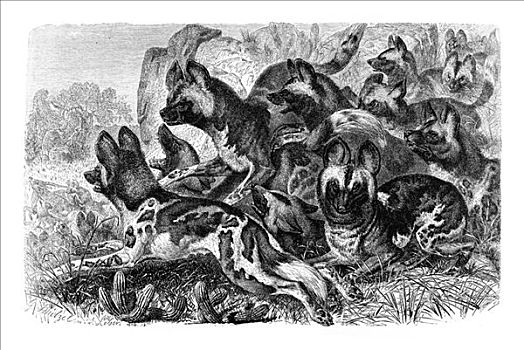 木刻,非洲野狗,非洲野犬属,猎捕