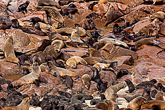 毛海狮,生物群,岩石上,克罗斯角,纳米比亚