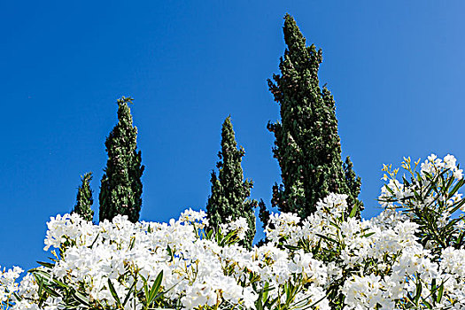 白花,柏树,背景,靠近,分开,克罗地亚