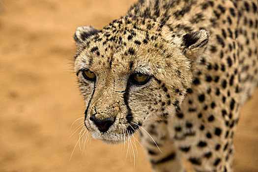 印度豹,猎豹,猎捕,特写,纳米比亚