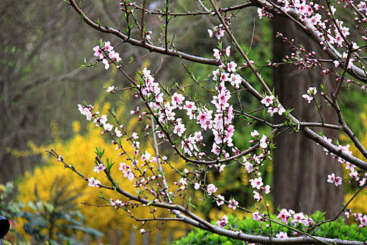青岛的春天,桃花