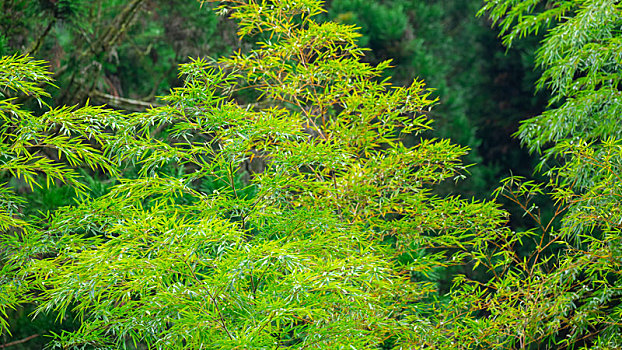 台湾宜兰县森林高山湖泊明池,游乐区内的竹林