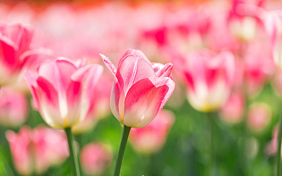 公园里盛开的粉色郁金香花