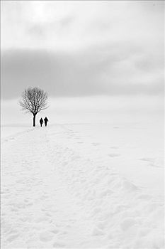 孤单,树,两个,步行者,上巴伐利亚,巴伐利亚,德国,黑白
