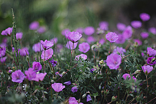 紫红色,堪察加半岛,杜鹃花,植物园