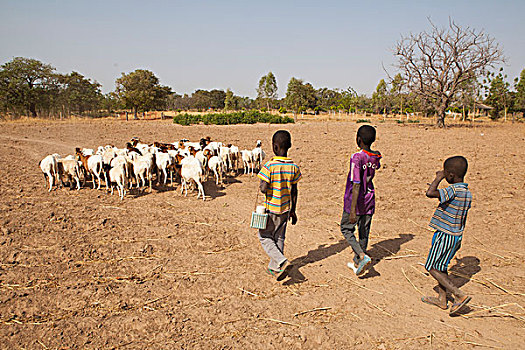 布基纳法索,乡村,公里,瓦加杜古,孩子,两个,兄弟,放牧,山羊