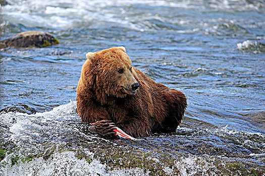 大灰熊,棕熊,成年,水,抓住,三文鱼,布鲁克斯河,卡特麦国家公园,保存,阿拉斯加,美国,北美