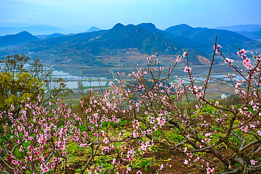 桃花,桃林