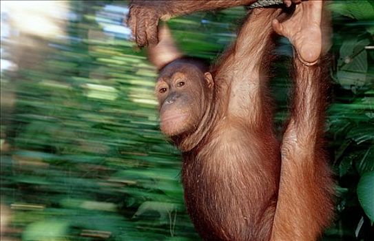 猩猩,黑猩猩,晃动,绳索,中心,婆罗洲,马来西亚,动感