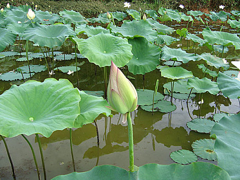 建宁县建莲莲花