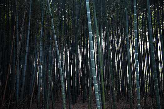 暗光环境中竹子的树干特写