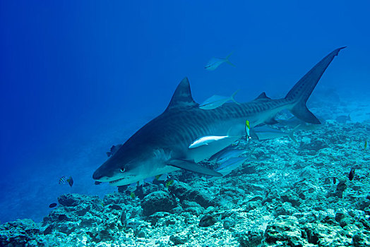 虎鲨,鼬鲨,游动,上方,珊瑚礁,岛屿,印度洋,马尔代夫,亚洲