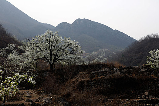 梨花,春天,开放,漫山遍野,梨园,洁白,生机勃勃,希望,山区,山坡