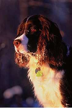 肖像,英国史宾格犬