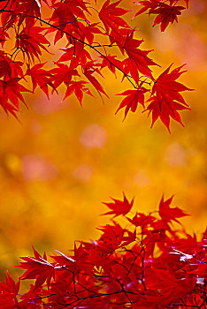 枝条,鸡爪枫,树,活力,红叶,秋叶,叶子,形状