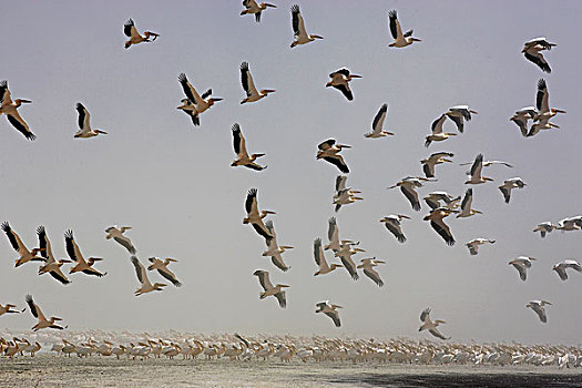 白鹈鹕,群,飞行,沙暴,纳库鲁湖,肯尼亚