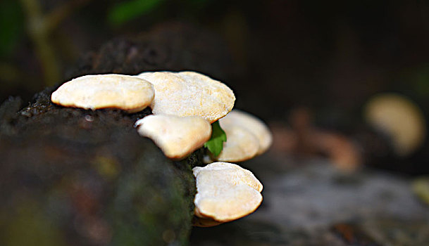 雨季