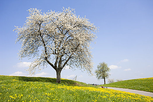 盛开,樱桃树,蒲公英,靠近,康士坦茨湖,斯瓦比亚,巴伐利亚,德国