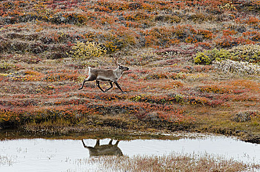 格陵兰,大,峡湾,孤单,北美驯鹿,驯鹿,驯鹿属,秋天,彩色,北极,苔原
