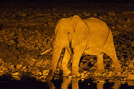非洲象,雄性动物,泛光灯照明,水坑,露营,夜晚,埃托沙国家公园,纳米比亚,非洲