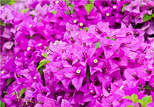 紫色,叶子花属,花