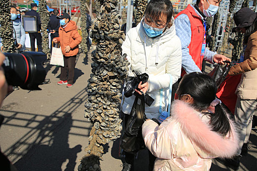 山东省日照市,肥满壳的海虹新鲜上岸,吸引上千名游客前来尝鲜