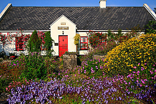 爱尔兰,茶,房间,传统,屋舍,茂密,花,前景