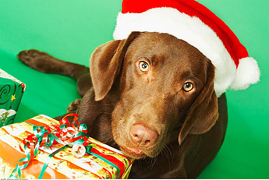 肖像,狗,圣诞帽,靠近,圣诞礼物