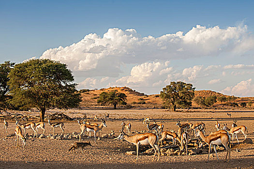 跳羚,牧群,水坑,卡拉哈迪,国家公园,北开普,省,南非,非洲