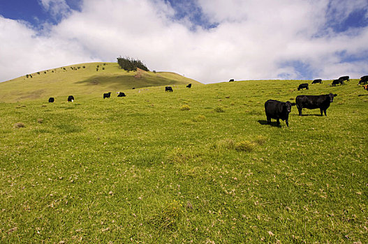 牛,牧场,乡村