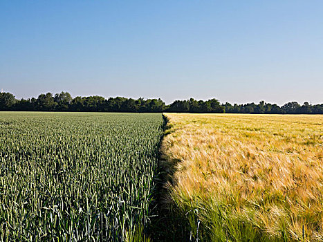 年轻,小麦,靠近,麦田,德国