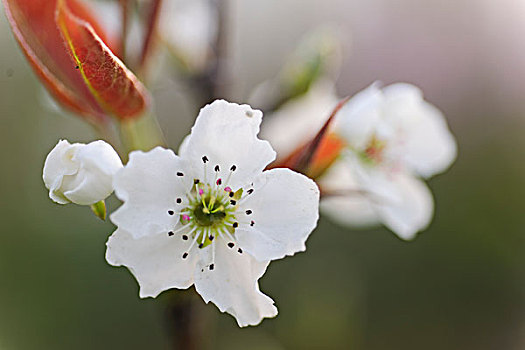 梨花