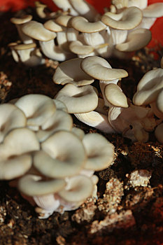 山东省日照市,阳台上的蘑菇长势喜人