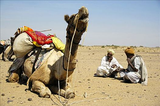 骆驼,跋涉,两个,男人,坐,沙子,靠近,卧,塔尔沙漠,斋沙默尔,拉贾斯坦邦,印度