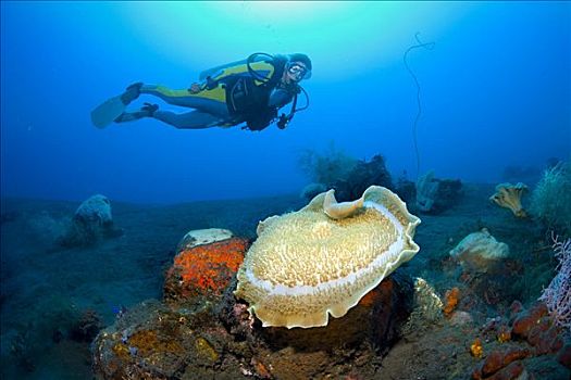 潜水者,游泳,后面,巨大,珊瑚,海葵,联结,黑色,火山,海底,印度尼西亚,东南亚
