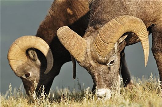 绵羊,吃,碧玉国家公园,艾伯塔省,加拿大